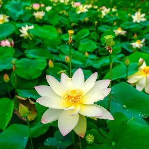 津市白山町二俣の蓮のフリー写真素材