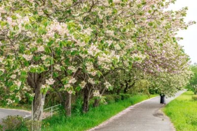 無料壁紙 緑とピンクの「御衣黄」桜並木。PCとデスクトップ壁紙に最適な4K高画質の無料壁紙。三重県津市の庄司庵公園の御衣黄で撮影したフリー写真素材