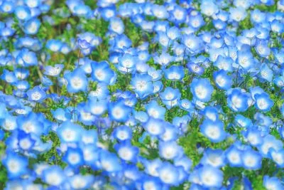 無料壁紙 ネモフィラ畑。PCとデスクトップ壁紙に最適な4K高画質の無料壁紙。三重県伊勢市の三重県営サンアリーナ 花の広場で撮影したフリー写真素材