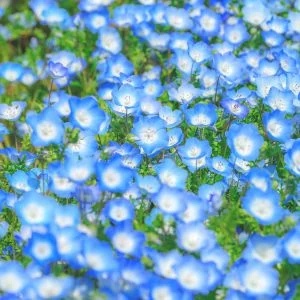 無料壁紙 ネモフィラ畑。PCとデスクトップ壁紙に最適な4K高画質の無料壁紙。三重県伊勢市の三重県営サンアリーナ 花の広場で撮影したフリー写真素材