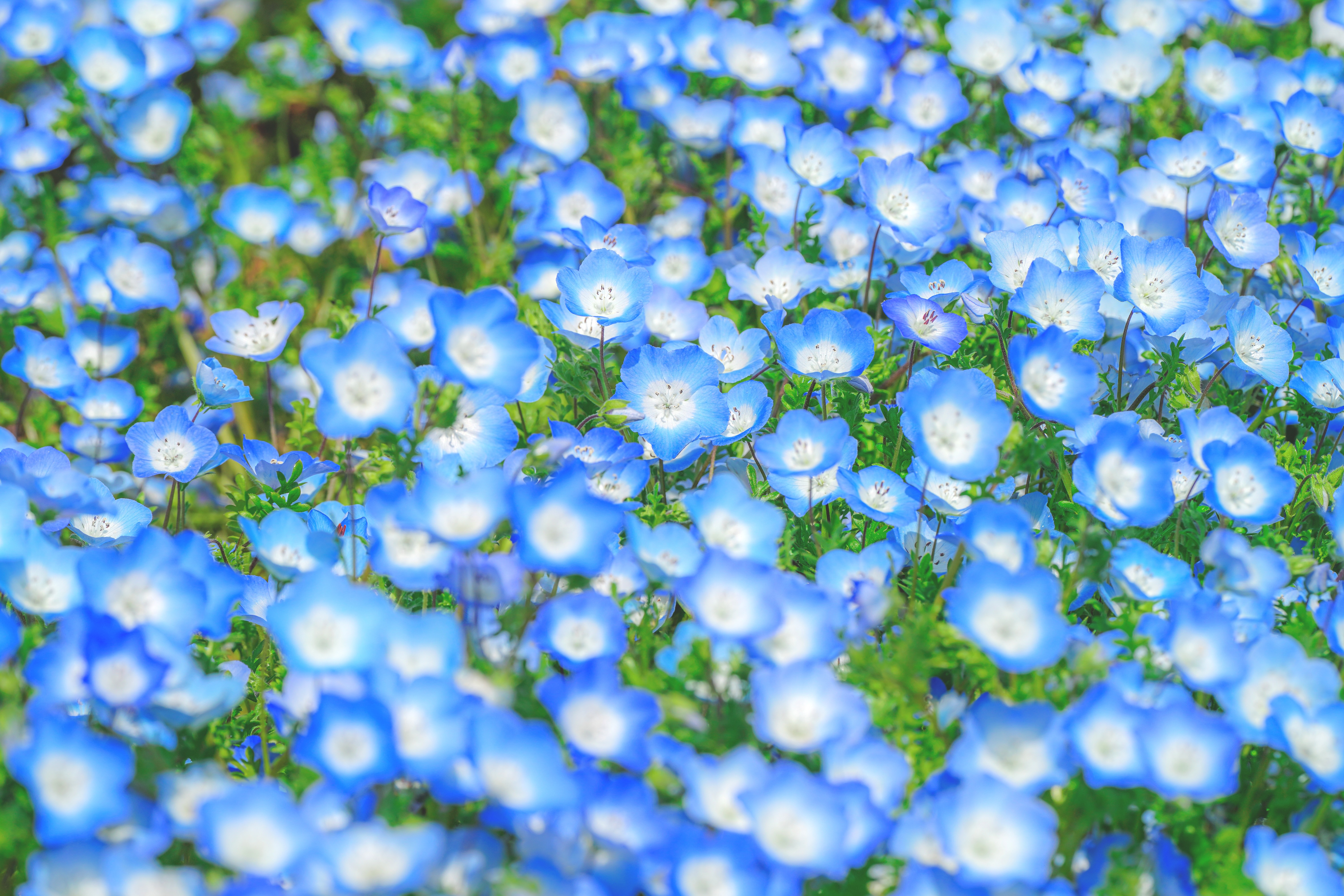 無料壁紙 ネモフィラ畑。PCとデスクトップ壁紙に最適な4K高画質の無料壁紙。三重県伊勢市の三重県営サンアリーナ 花の広場で撮影したフリー写真素材