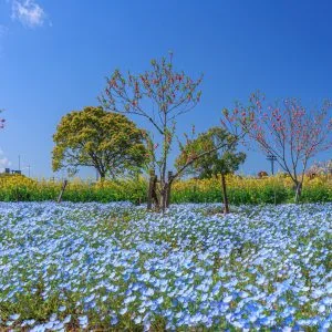 無料壁紙 ネモフィラで感じる春。PCとデスクトップ壁紙に最適な4K高画質の無料壁紙。三重県伊勢市の三重県営サンアリーナ 花の広場で撮影したフリー写真素材