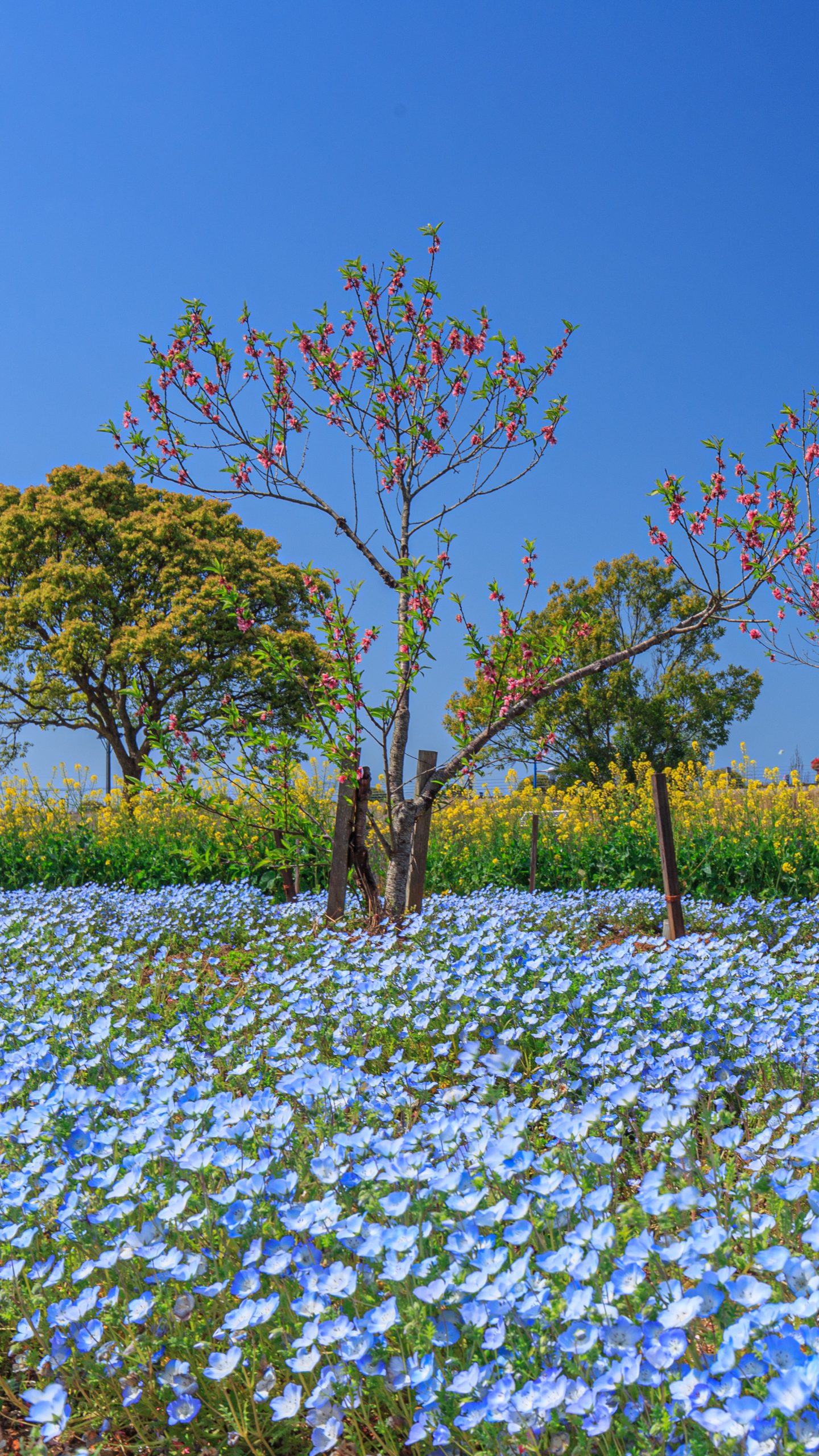 ネモフィラで感じる春(三重県伊勢市・三重県営サンアリーナ 花の広場)