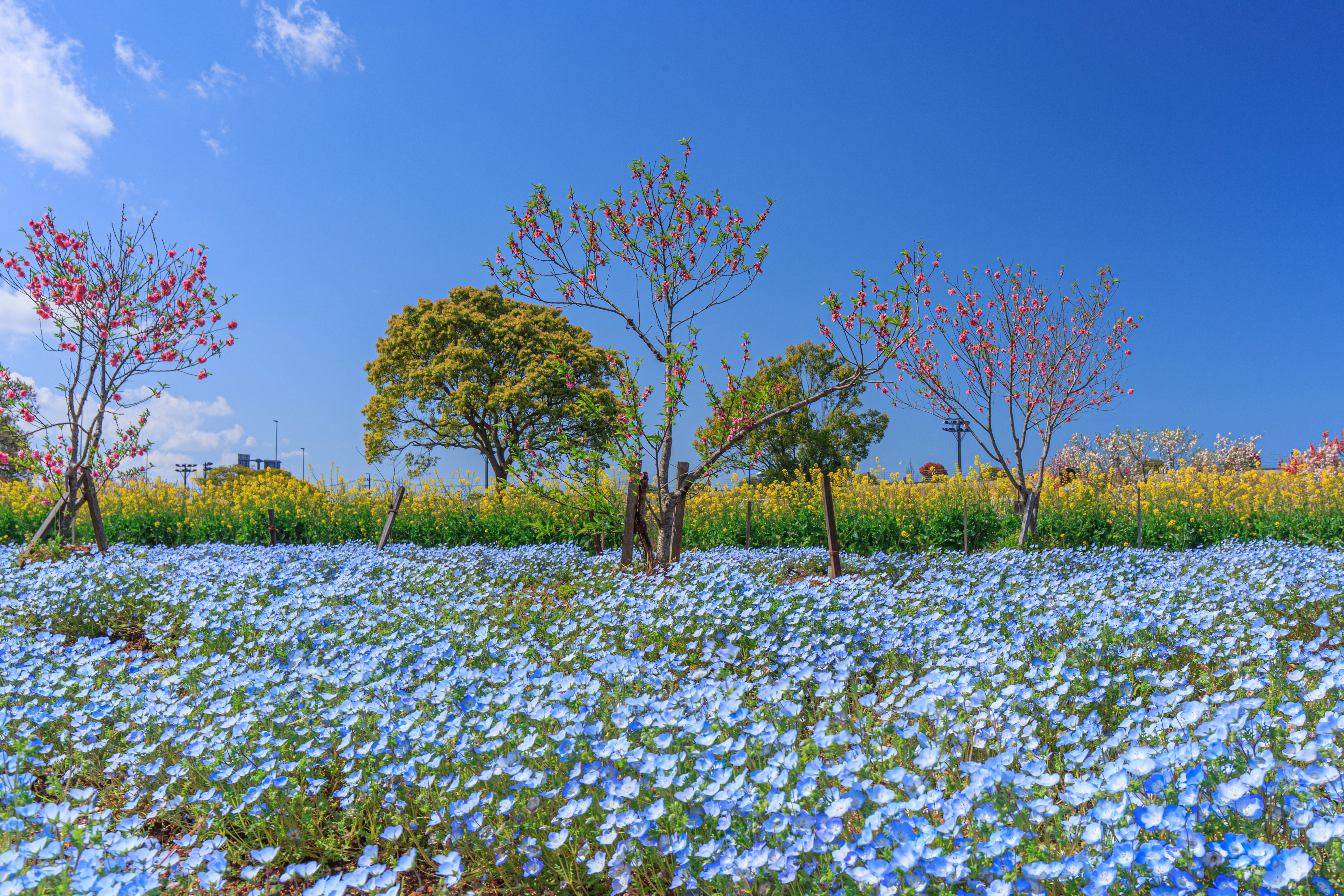 三重県営サンアリーナ 花の広場のフリー写真素材「ネモフィラで感じる