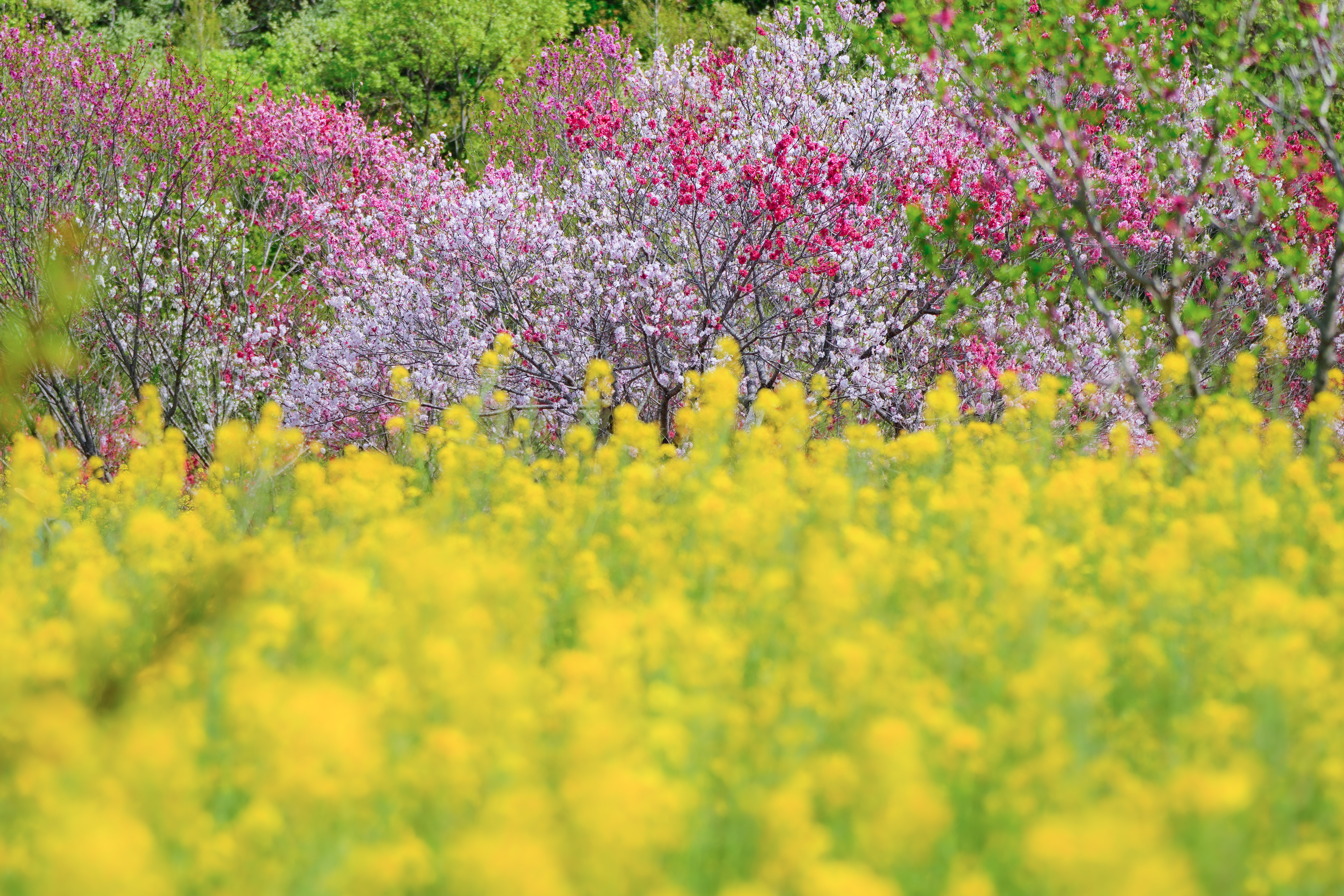 無料壁紙 花桃と菜の花。PCとデスクトップ壁紙に最適な4K高画質の無料壁紙。三重県伊勢市の三重県営サンアリーナ 花の広場で撮影したフリー写真素材