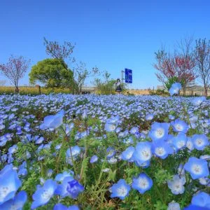 無料壁紙 ネモフィラブルー。PCとデスクトップ壁紙に最適な4K高画質の無料壁紙。三重県伊勢市の三重県営サンアリーナ 花の広場で撮影したフリー写真素材