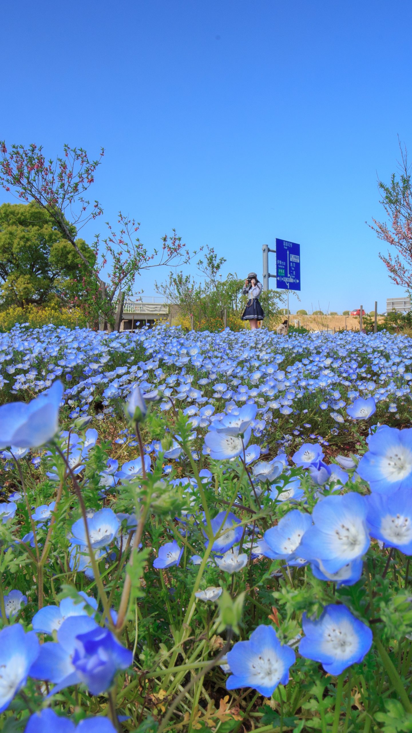 ネモフィラブルー(三重県伊勢市・三重県営サンアリーナ 花の広場)