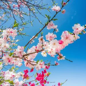 無料壁紙 花桃と青空。PCとデスクトップ壁紙に最適な4K高画質の無料壁紙。三重県伊勢市の三重県営サンアリーナ 花の広場で撮影したフリー写真素材