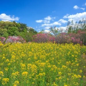 三重県営サンアリーナ 花の広場のフリー写真素材