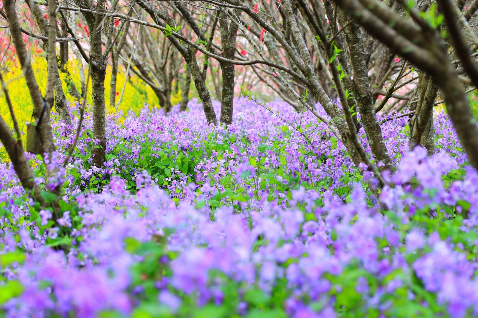 無料壁紙 ムラサキハナナ（ショカツサイ）の森。PCとデスクトップ壁紙に最適な4K高画質の無料壁紙。三重県伊勢市の三重県営サンアリーナ 花の広場で撮影したフリー写真素材