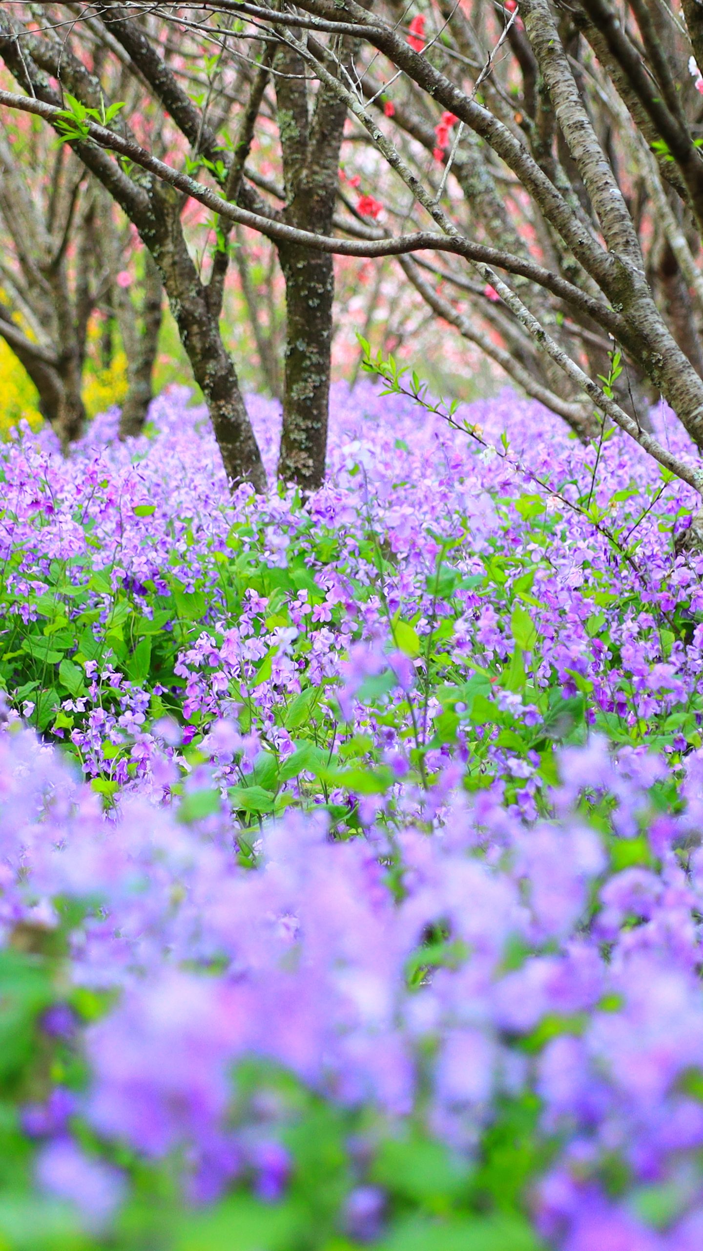 ムラサキハナナ(ショカツサイ)の森(三重県伊勢市・三重県営サンアリーナ 花の広場)