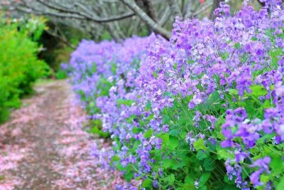 無料壁紙 ムラサキハナナの小道。PCとデスクトップ壁紙に最適な4K高画質の無料壁紙。三重県伊勢市の三重県営サンアリーナ 花の広場で撮影したフリー写真素材