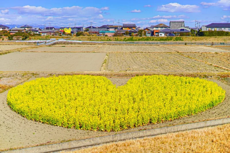 無料壁紙 木造の菜の花。PCとデスクトップ壁紙に最適な4K高画質の無料壁紙。三重県津市のハートの菜の花畑で撮影したフリー写真素材