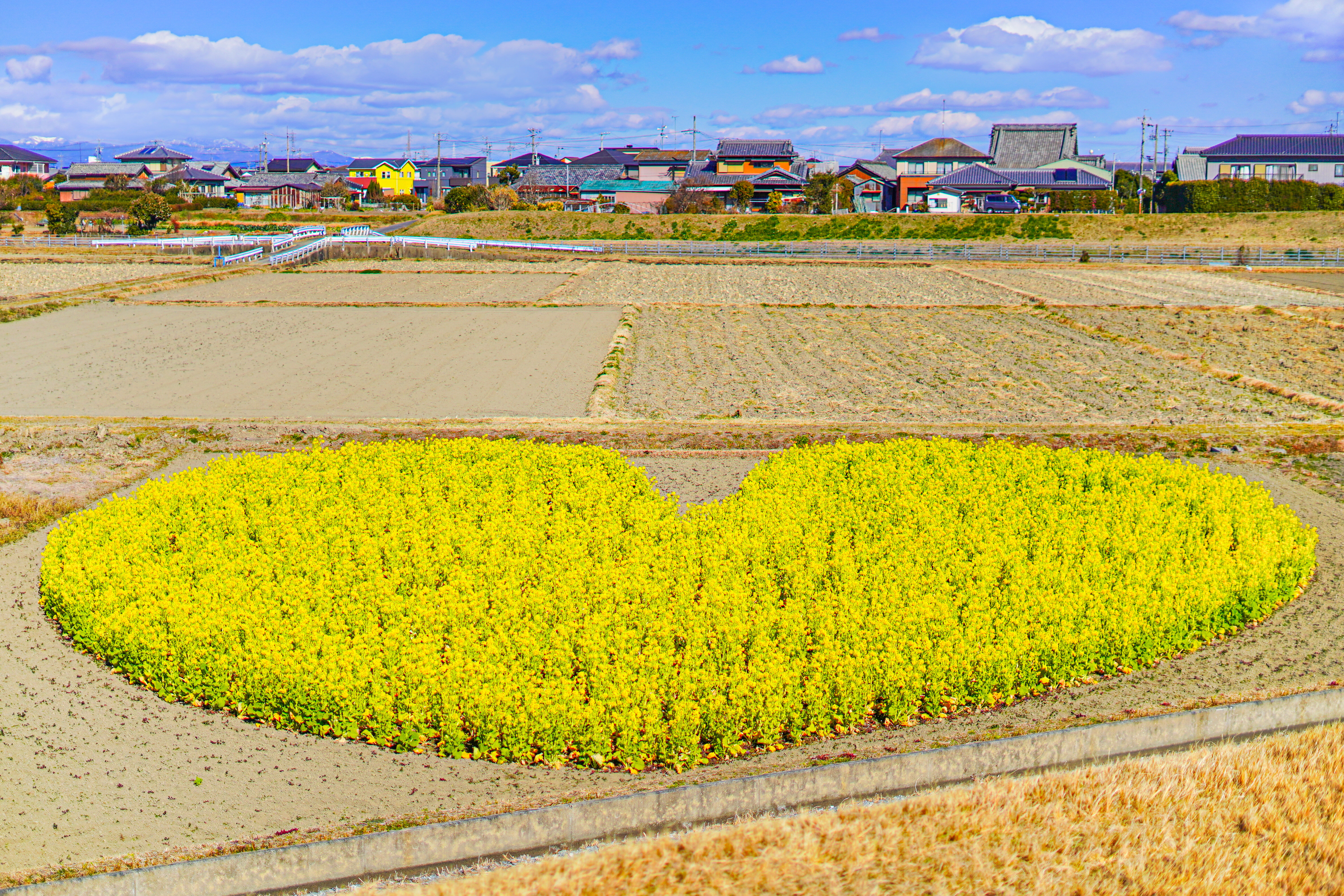 無料壁紙 木造の菜の花。PCとデスクトップ壁紙に最適な4K高画質の無料壁紙。三重県津市のハートの菜の花畑で撮影したフリー写真素材