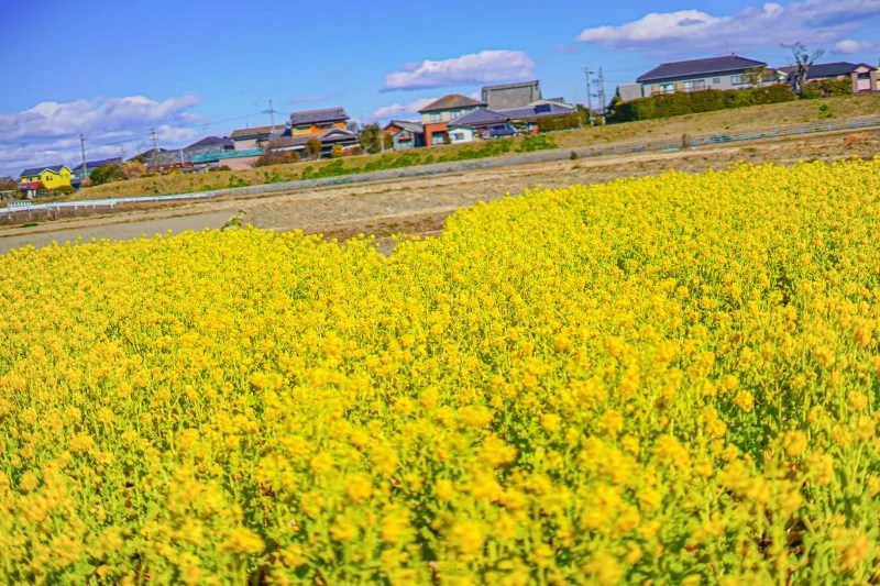 無料壁紙 ハートの菜の花の凹んでいるところをズームアップ！。PCとデスクトップ壁紙に最適な4K高画質の無料壁紙。三重県津市のハートの菜の花畑で撮影したフリー写真素材
