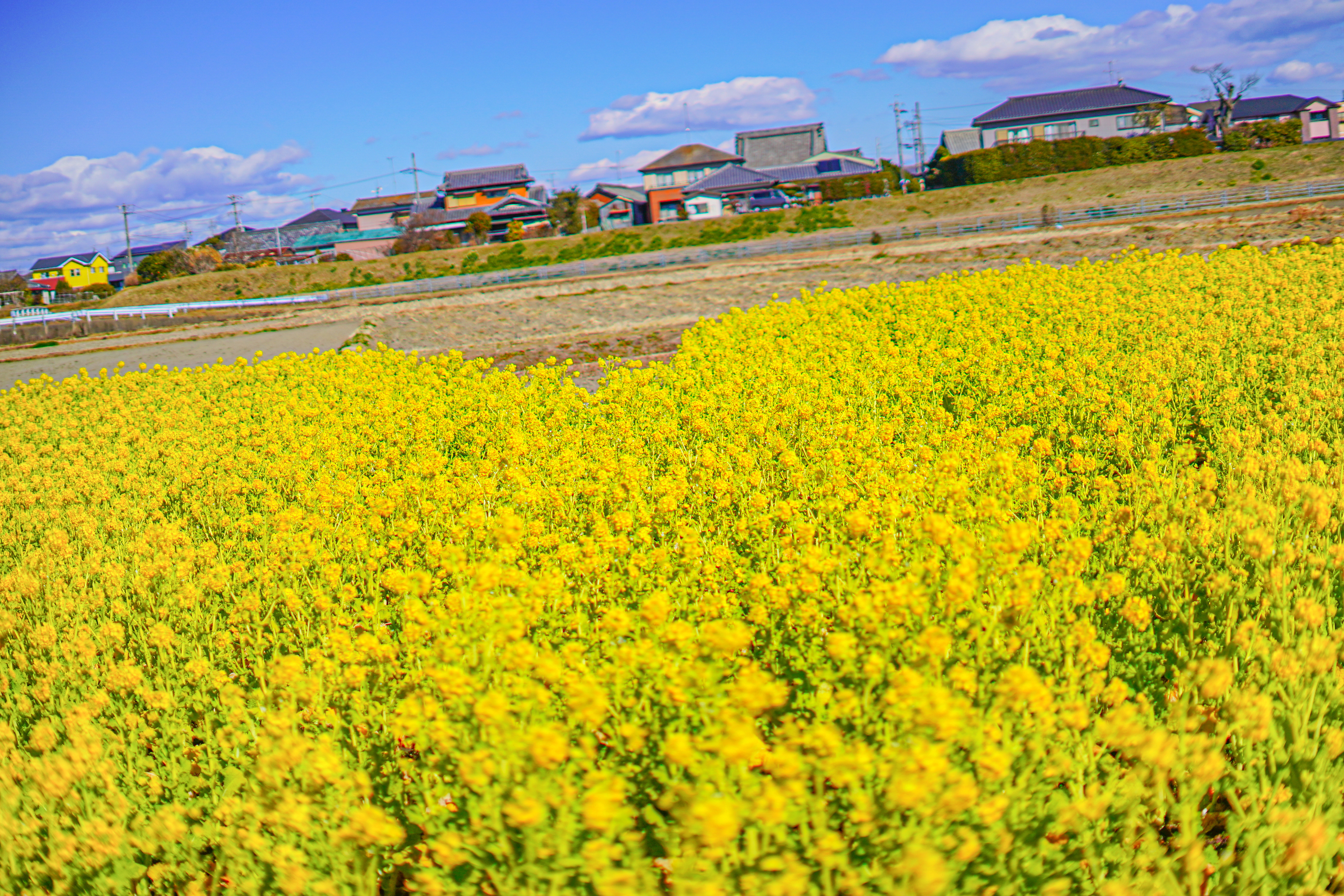 無料壁紙 ハートの菜の花の凹んでいるところをズームアップ!。PCとデスクトップ壁紙に最適な4K高画質の無料壁紙。三重県津市のハートの菜の花畑で撮影したフリー写真素材