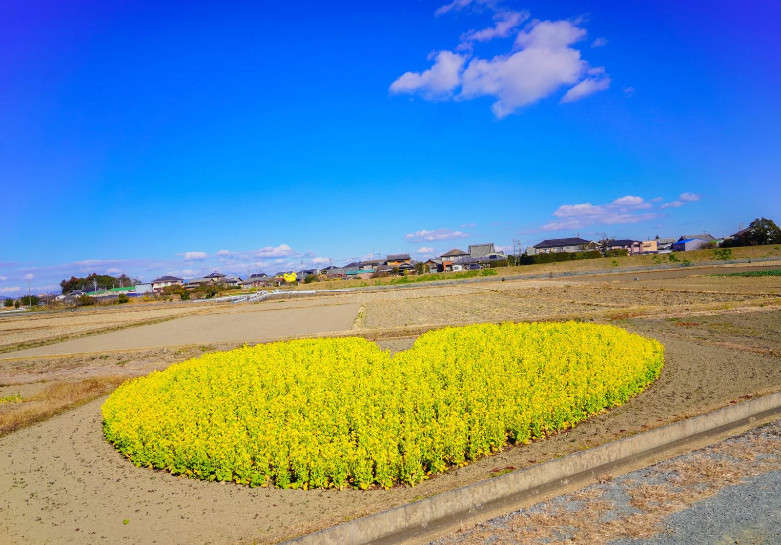 無料壁紙 田んぼにポツンと。PCとデスクトップ壁紙に最適な4K高画質の無料壁紙。三重県津市のハートの菜の花畑で撮影したフリー写真素材