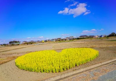 無料壁紙 田んぼにポツンと。PCとデスクトップ壁紙に最適な4K高画質の無料壁紙。三重県津市のハートの菜の花畑で撮影したフリー写真素材