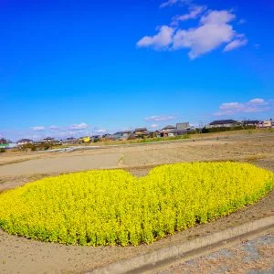 ハートの菜の花畑のフリー写真素材