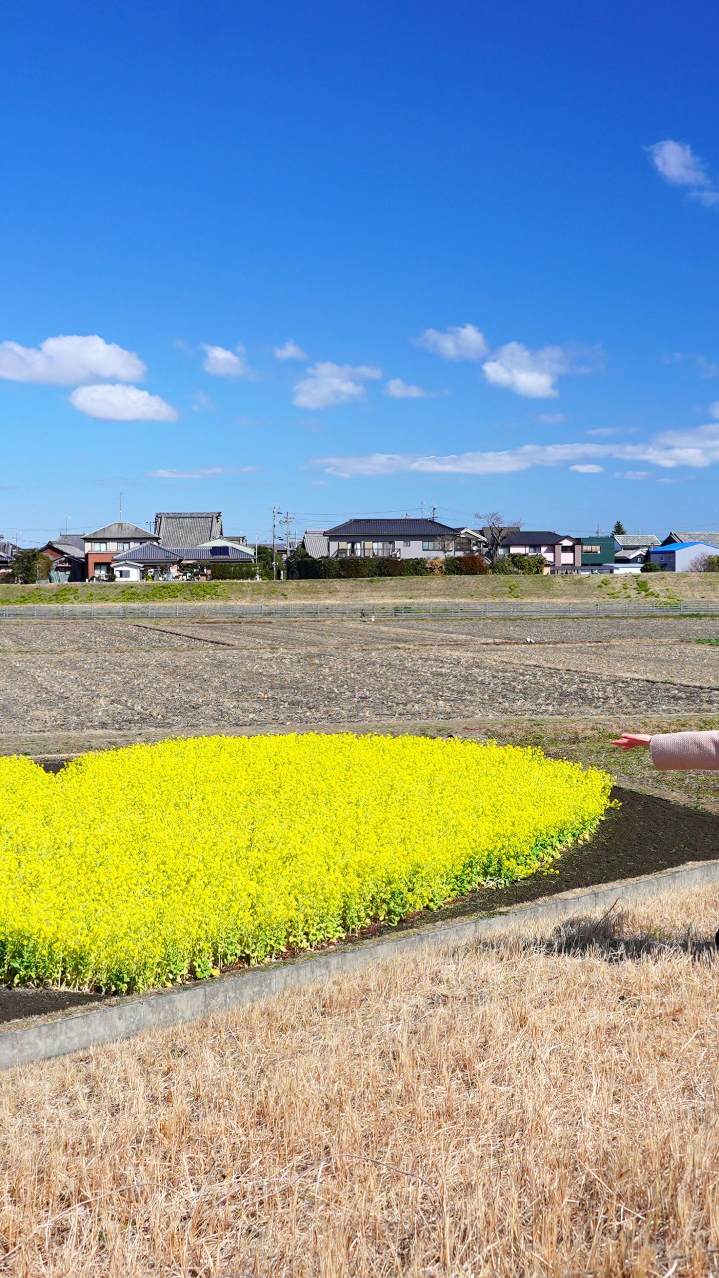 無料壁紙 ハートの菜の花畑に近づく。PCとデスクトップ壁紙に最適な4K高画質の無料壁紙。三重県津市のハートの菜の花畑で撮影したフリー写真素材