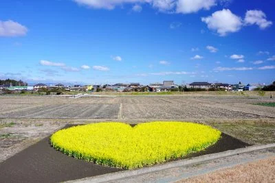 無料壁紙 冬の空とハートの菜の花畑。PCとデスクトップ壁紙に最適な4K高画質の無料壁紙。三重県津市のハートの菜の花畑で撮影したフリー写真素材