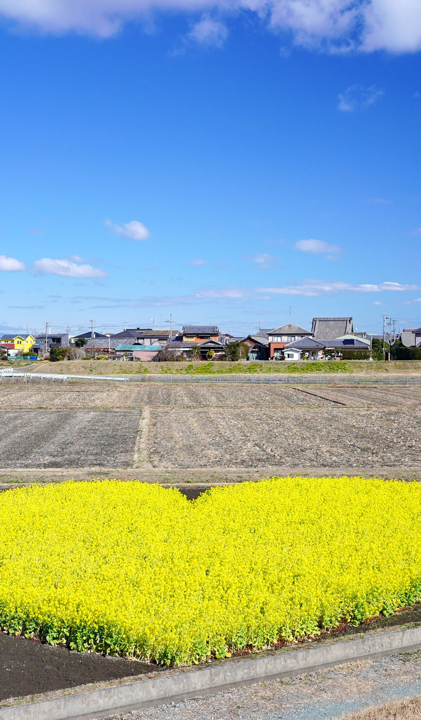 無料壁紙 冬の空とハートの菜の花畑。PCとデスクトップ壁紙に最適な4K高画質の無料壁紙。三重県津市のハートの菜の花畑で撮影したフリー写真素材