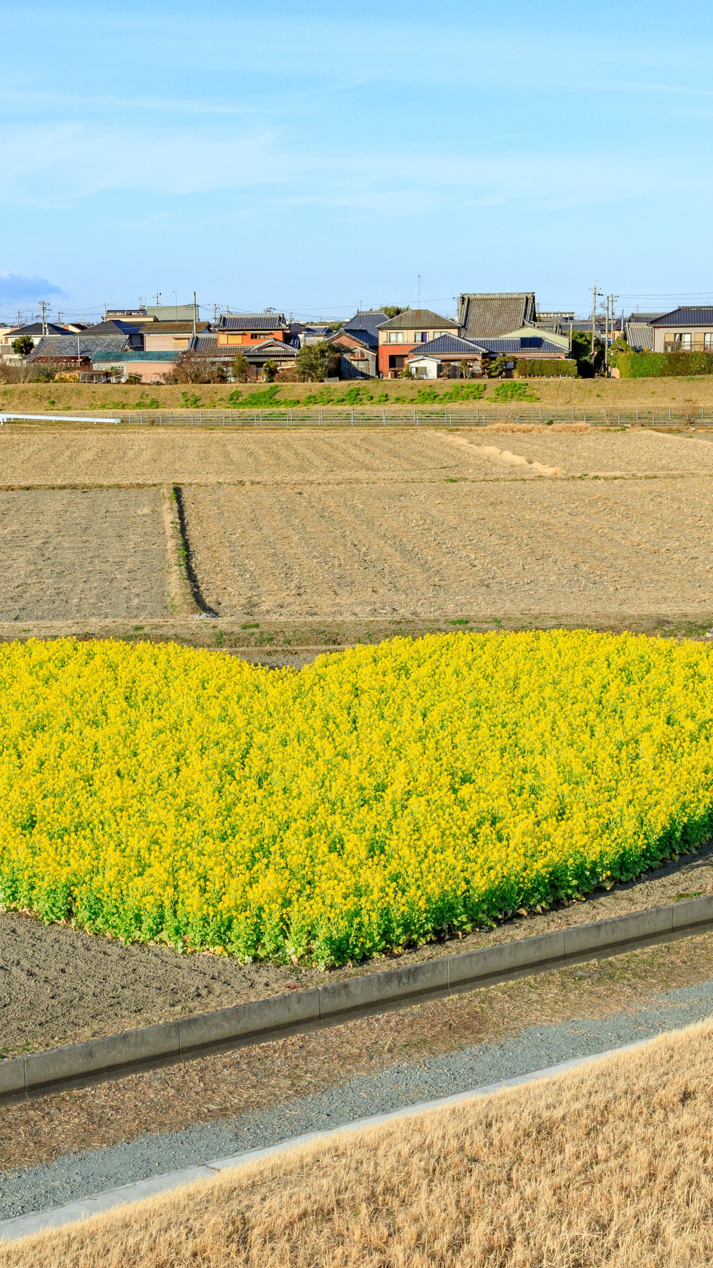 雲出川堤防から眺めるハートの菜の花畑(三重県津市)