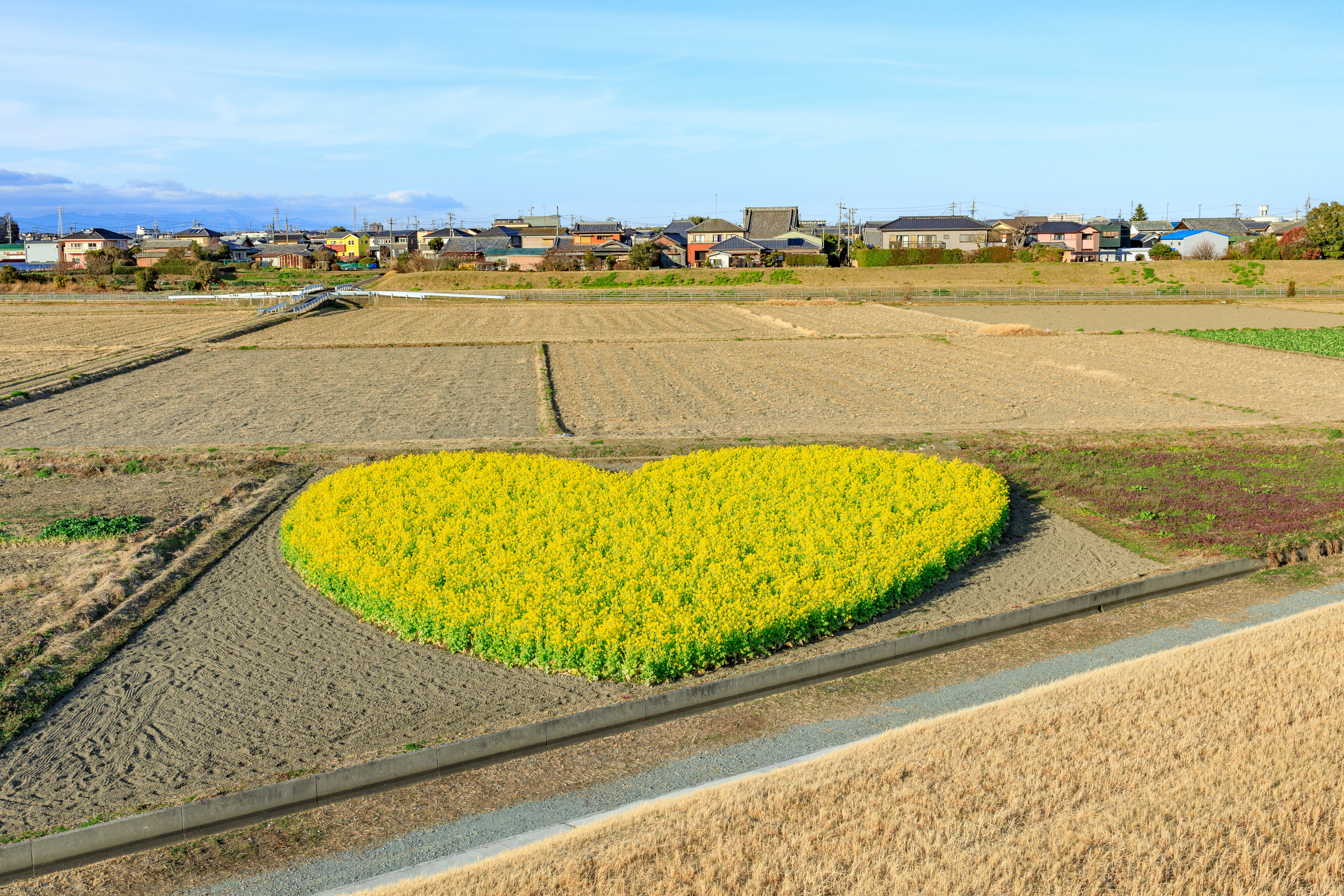 無料壁紙 雲出川堤防から眺めるハートの菜の花畑。PCとデスクトップ壁紙に最適な4K高画質の無料壁紙。三重県津市のハートの菜の花畑で撮影したフリー写真素材