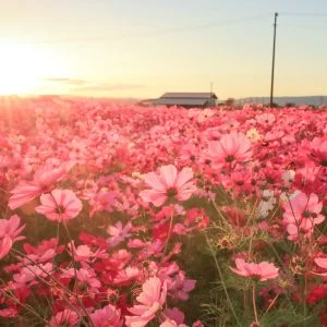 星合町のコスモス畑のフリー写真素材