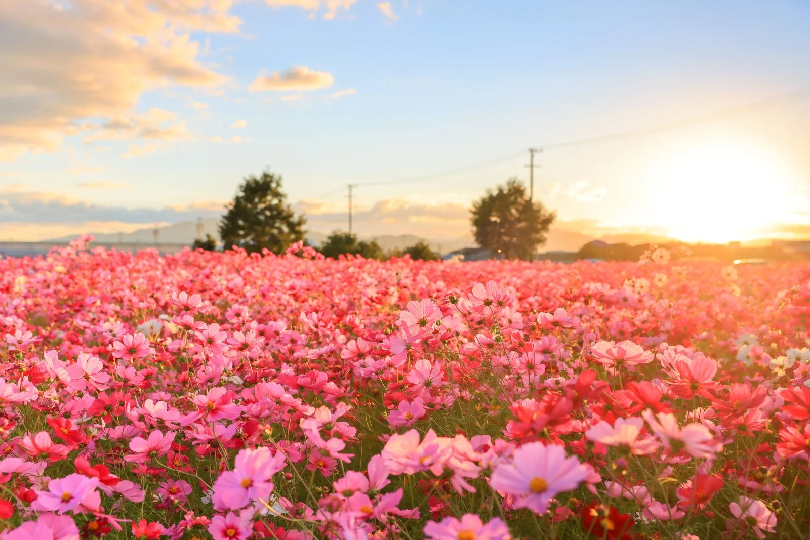 無料壁紙 一面のコスモス畑。PCとデスクトップ壁紙に最適な4K高画質の無料壁紙。三重県松阪市の星合町のコスモス畑で撮影したフリー写真素材