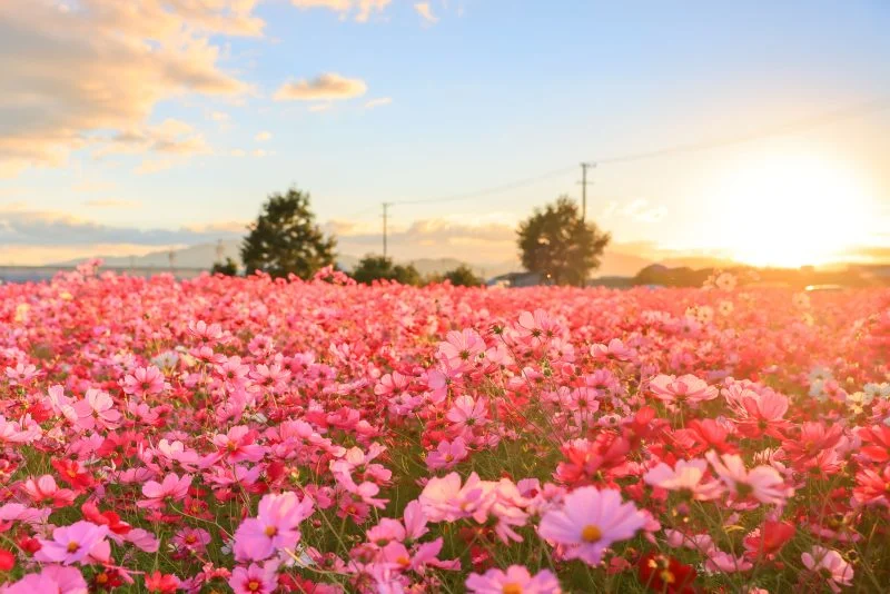 無料壁紙 一面のコスモス畑。PCとデスクトップ壁紙に最適な4K高画質の無料壁紙。三重県松阪市の星合町のコスモス畑で撮影したフリー写真素材