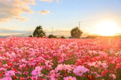 無料壁紙 一面のコスモス畑。PCとデスクトップ壁紙に最適な4K高画質の無料壁紙。三重県松阪市の星合町のコスモス畑で撮影したフリー写真素材