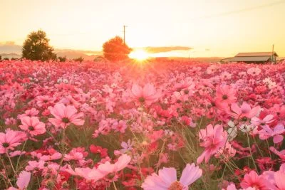 無料壁紙 まるで奈良の藤原宮跡。PCとデスクトップ壁紙に最適な4K高画質の無料壁紙。三重県松阪市の星合町のコスモス畑で撮影したフリー写真素材