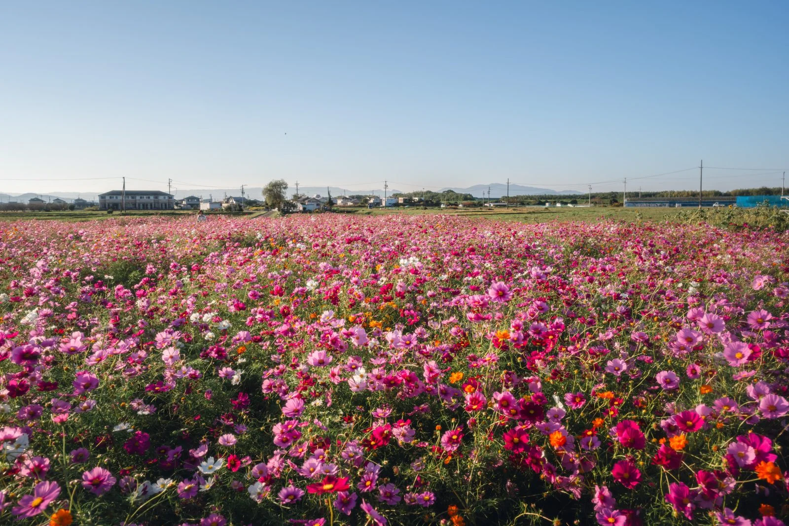 無料壁紙 日中のコスモス畑の様子。PCとデスクトップ壁紙に最適な4K高画質の無料壁紙。三重県松阪市の星合町のコスモス畑で撮影したフリー写真素材