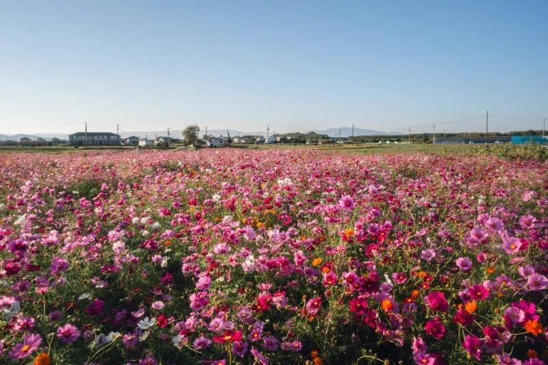 無料壁紙 日中のコスモス畑の様子。PCとデスクトップ壁紙に最適な4K高画質の無料壁紙。三重県松阪市の星合町のコスモス畑で撮影したフリー写真素材