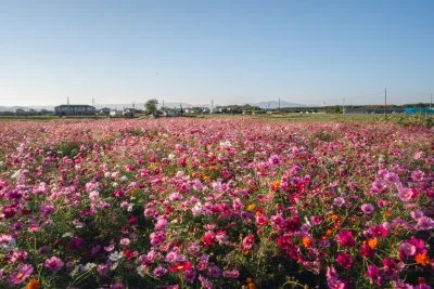 無料壁紙 日中のコスモス畑の様子。PCとデスクトップ壁紙に最適な4K高画質の無料壁紙。三重県松阪市の星合町のコスモス畑で撮影したフリー写真素材