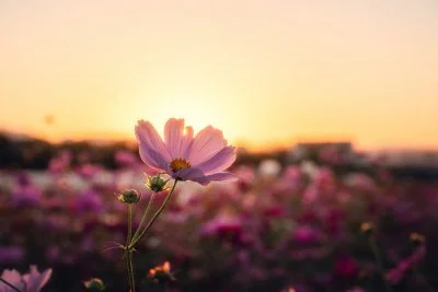 無料壁紙 マジックアワーコスモス。PCとデスクトップ壁紙に最適な4K高画質の無料壁紙。三重県松阪市の星合町のコスモス畑で撮影したフリー写真素材