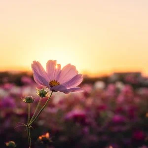 無料壁紙 マジックアワーコスモス。PCとデスクトップ壁紙に最適な4K高画質の無料壁紙。三重県松阪市の星合町のコスモス畑で撮影したフリー写真素材