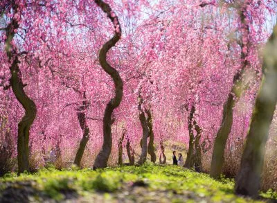 無料壁紙 梅林シャンデリア。PCとデスクトップ壁紙に最適な4K高画質の無料壁紙。三重県いなべ市のいなべ市農業公園（梅林公園）で撮影したフリー写真素材