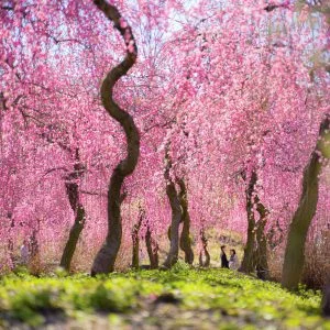 無料壁紙 梅林シャンデリア。PCとデスクトップ壁紙に最適な4K高画質の無料壁紙。三重県いなべ市のいなべ市農業公園（梅林公園）で撮影したフリー写真素材