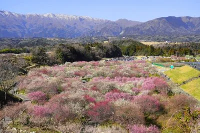 無料壁紙 梅林園の全貌。PCとデスクトップ壁紙に最適な4K高画質の無料壁紙。三重県いなべ市のいなべ市農業公園（梅林公園）で撮影したフリー写真素材