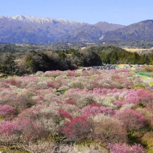 無料壁紙 梅林園の全貌。PCとデスクトップ壁紙に最適な4K高画質の無料壁紙。三重県いなべ市のいなべ市農業公園（梅林公園）で撮影したフリー写真素材