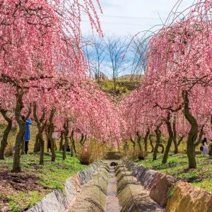 無料壁紙 梅林園の水路。PCとデスクトップ壁紙に最適な4K高画質の無料壁紙。三重県いなべ市のいなべ市農業公園（梅林公園）で撮影したフリー写真素材