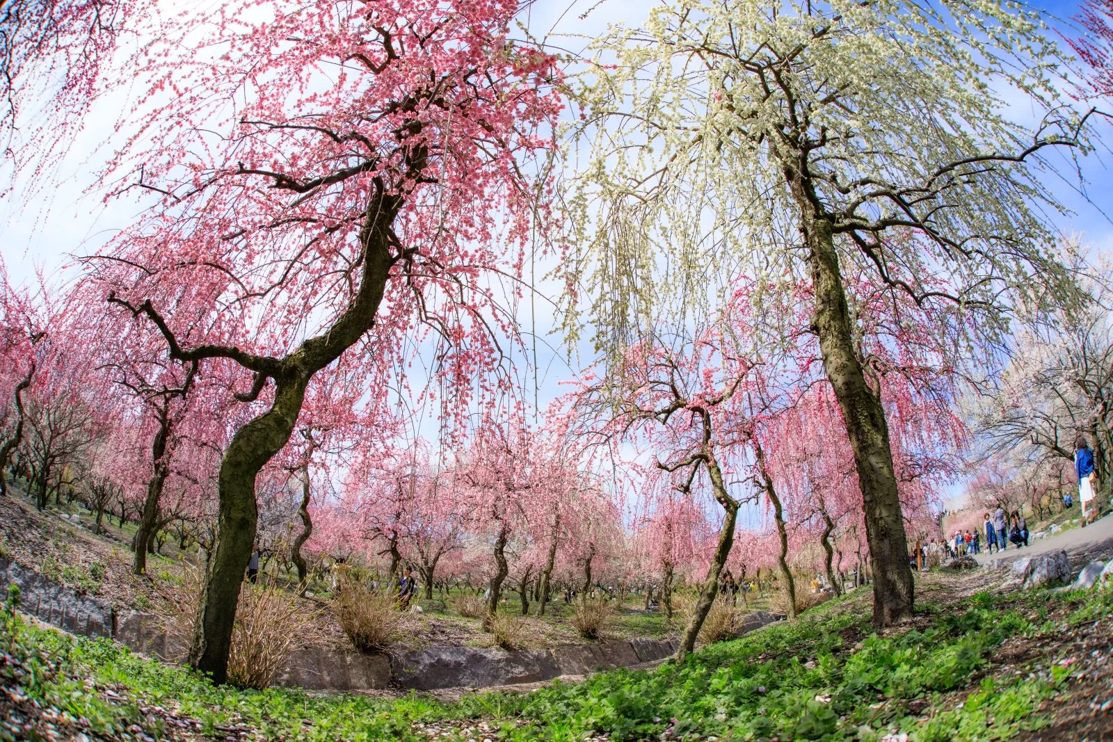 無料壁紙 梅林公園の中。PCとデスクトップ壁紙に最適な4K高画質の無料壁紙。三重県いなべ市のいなべ市農業公園（梅林公園）で撮影したフリー写真素材