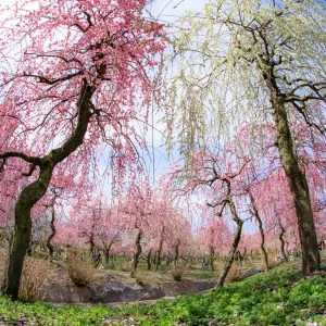 無料壁紙 梅林公園の中。PCとデスクトップ壁紙に最適な4K高画質の無料壁紙。三重県いなべ市のいなべ市農業公園（梅林公園）で撮影したフリー写真素材