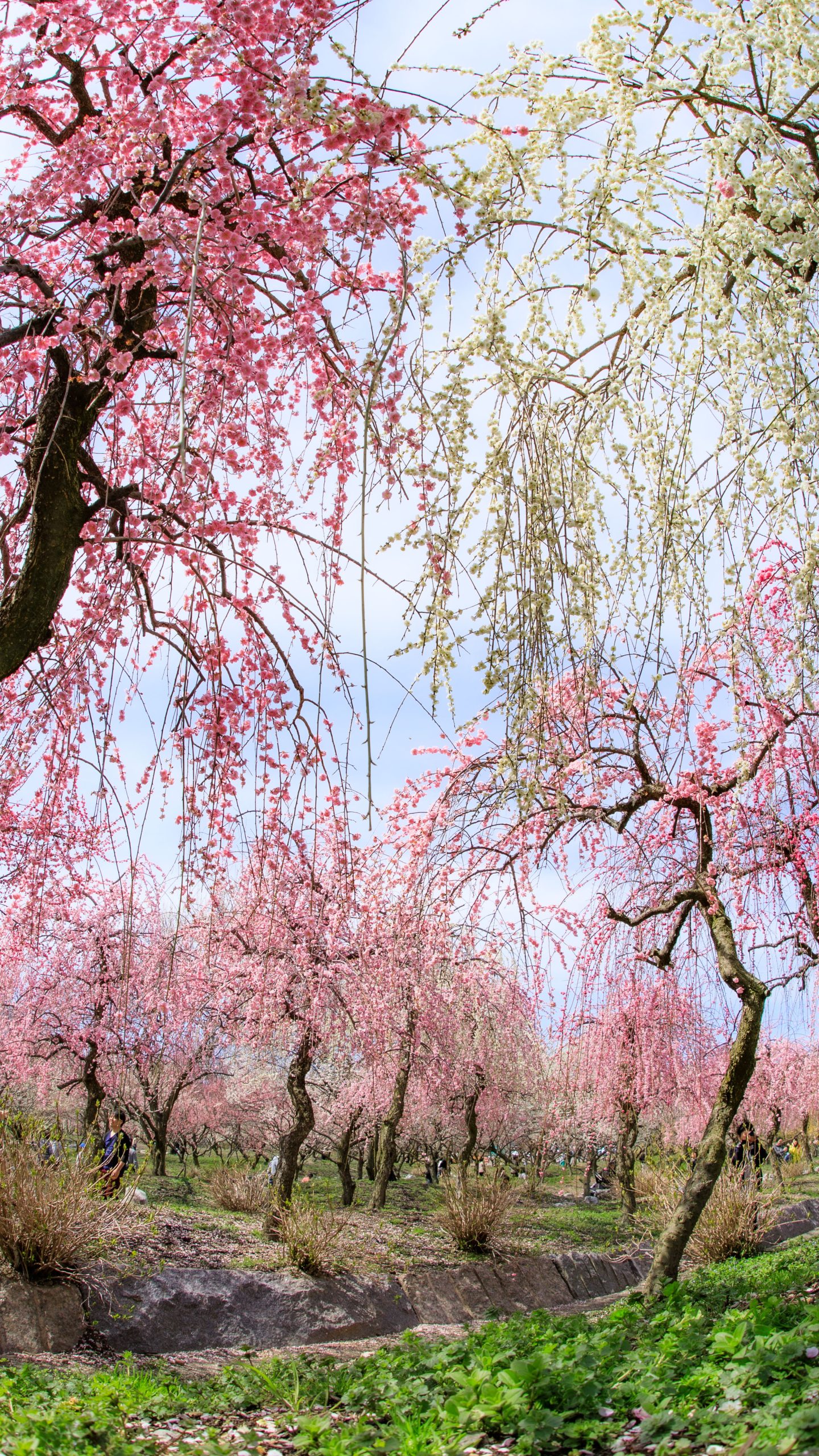 無料壁紙 梅林公園の中。PCとデスクトップ壁紙に最適な4K高画質の無料壁紙。三重県いなべ市のいなべ市農業公園(梅林公園)で撮影したフリー写真素材