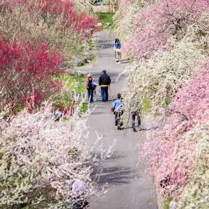 無料壁紙 紅白の梅林公園。PCとデスクトップ壁紙に最適な4K高画質の無料壁紙。三重県いなべ市のいなべ市農業公園（梅林公園）で撮影したフリー写真素材