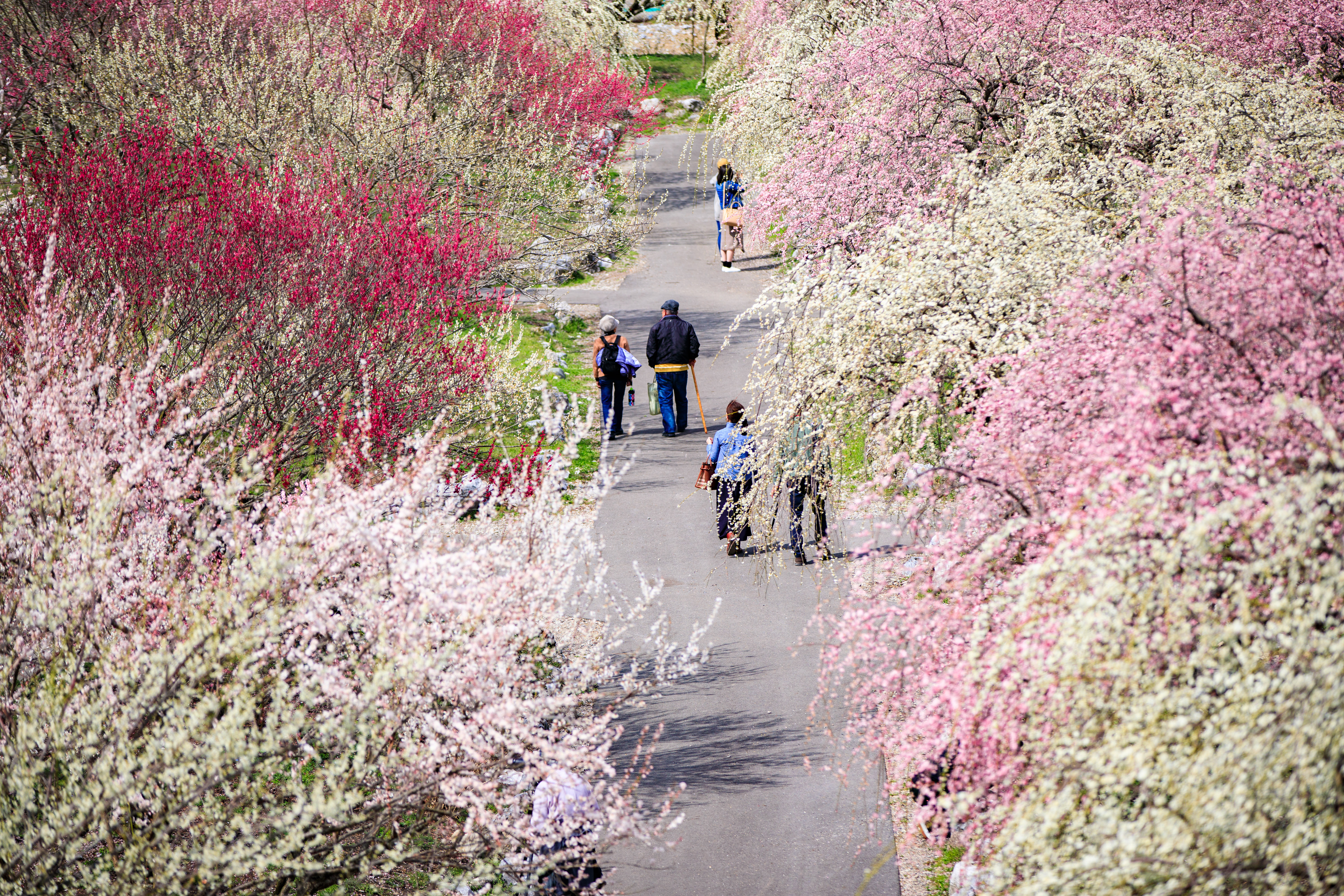 無料壁紙 紅白の梅林公園。PCとデスクトップ壁紙に最適な4K高画質の無料壁紙。三重県いなべ市のいなべ市農業公園(梅林公園)で撮影したフリー写真素材