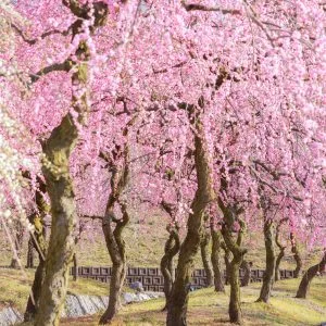 無料壁紙 咲き乱れるしだれ梅。PCとデスクトップ壁紙に最適な4K高画質の無料壁紙。三重県いなべ市のいなべ市農業公園（梅林公園）で撮影したフリー写真素材