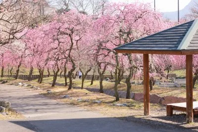 無料壁紙 東屋近くの梅。PCとデスクトップ壁紙に最適な4K高画質の無料壁紙。三重県いなべ市のいなべ市農業公園（梅林公園）で撮影したフリー写真素材